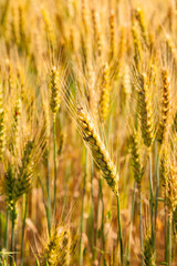bearded wheat backlit and ready for harvest