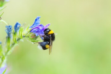 Eine dunkle Erdhummel an blauer Natternkopf Blüte, Bombus terrestris, Echium vulgare