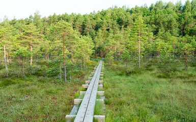 Wide wooden walking path over the hollows, ponds and lakes in Kakerdaja raised bog (Estonia, Europe). Construction to protect vulnerable environment. Emerald green meadow and evergreen  pine forest.