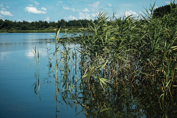 overgrown grassy shore, summer landscape with a calm river with water views of the lake and the shore from the water