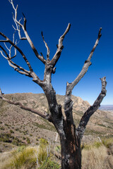 dead burnt tree in the desert