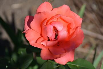 A bee collects pollen from a pink rose.