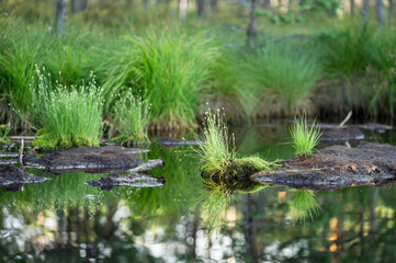 Typical marshland landscape with a bog lake surrounded by muddy islets covered in vibrant green grass and peat moss in Estonia’s natural wetlands