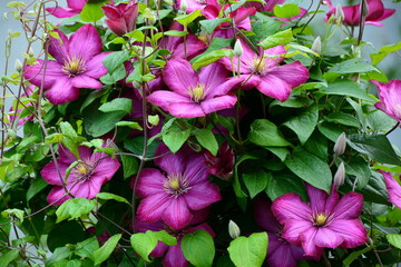 The flowers and buds of climbing clematis are beautiful. - obrazy, fototapety, plakaty