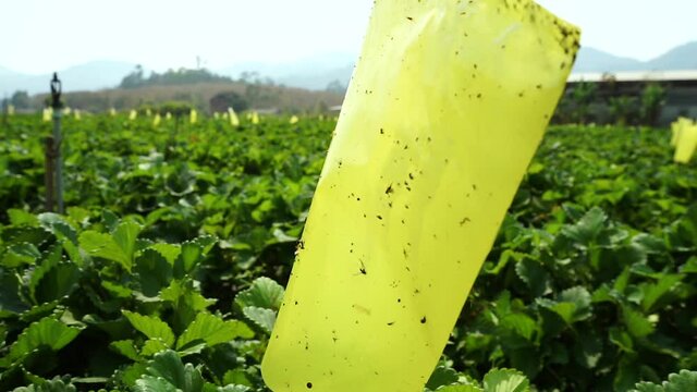 Insect trap (yellow tape) in the Strawberry Garden.