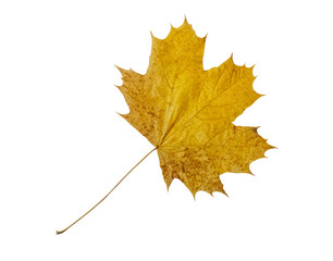 autumn maple leaf isolated on white