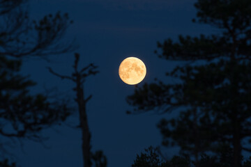 Full Moon in black night sky, only natural satellite of the Earth. Visible craters and surface of the planet. Bog landscape, trees and hollows