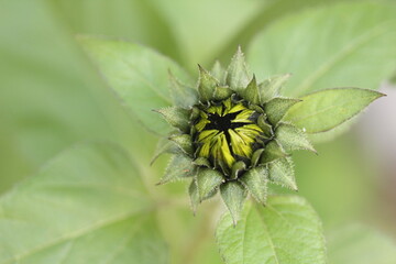 sunflower bud