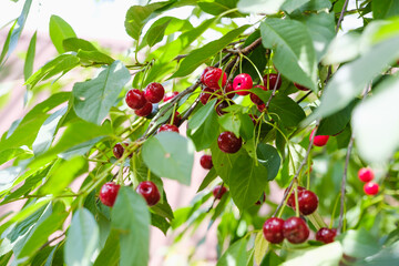 cherry fruit on the tree.