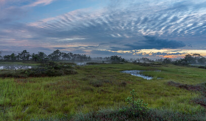 Sunrise rose-pink light in raised bog. Kakerdaja raised bog wetland in Estonia. Golden glow in the skies. Clouds resembling tire pattern. Poor pines (Pinus Sylvestris) in wetland area. 
