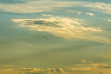 Cloudy mood over Lake Garda in Italy. Dark clouds against the bright sky. A bird flies lonely across the sky. Scraps of cloud spread out. Evening mood.