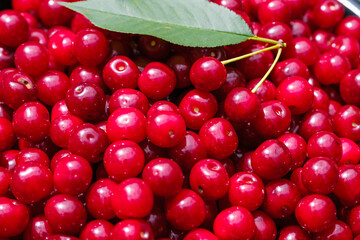 the fruits of the cherries harvested crop.