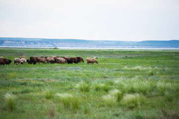 Flock of sheep on the meadow