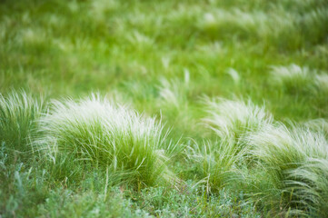 Feather grass in the sunlight in the afternoon winds