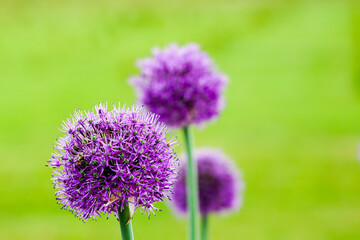 blooming purple flowers of decorative garlic on a blurred green natural background