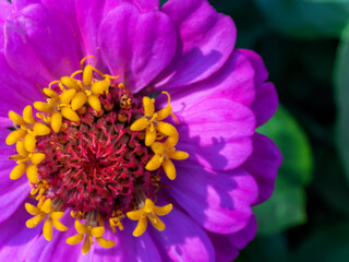Purple Zinnia Close Up
