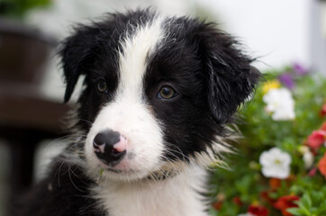 Wet Young Border Collie Puppy with Flowers in Background