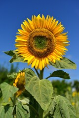 Summer Sunflower, Jersey, U.K. Seasonal bright plant.
