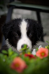 Wet Young Border Collie Puppy with Flowers in the Foreground