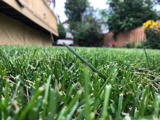 Green Grass in the Backyard