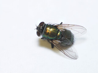 Low angle macro of a common house fly