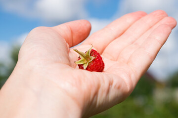 Single raspberry  close up in the palm of hand against a blue sky with clouds.Concept of summer harvest of berries.Copy space for text