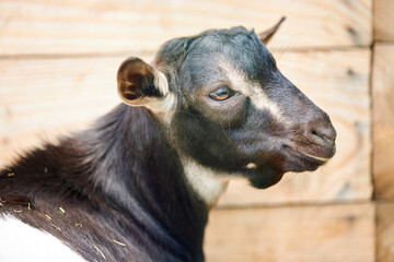 Fototapeta premium young small goat at animal farm. close up. animal portrait. farming concept.