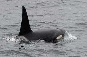 Fototapeta premium The orca or killer whale (Orcinus orca) 