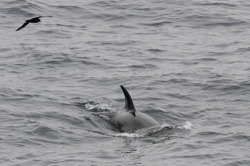 The orca or killer whale (Orcinus orca) 