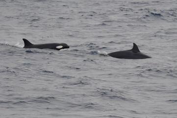 Fototapeta premium The orca or killer whale (Orcinus orca) 