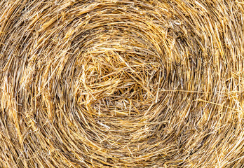 Close up of large round cylindrical straw or hay bale . Straw used as biofuel, biogas, animal feed, construction material. Straw bale background.