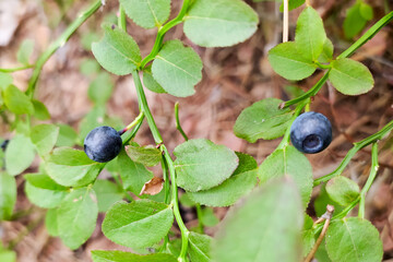 blueberries in the grass close up