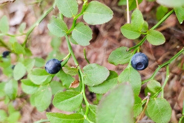 blueberries in the grass close up
