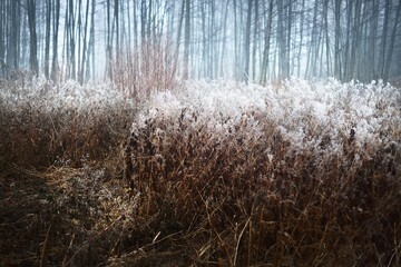 Forest floor of dry plants in a hoarfrost, close-up. Morning fog. First snow in autumn. Seasons,...