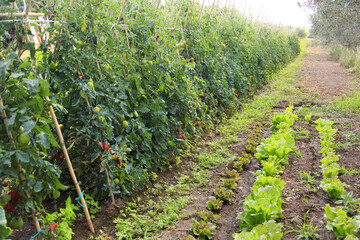 Fototapeta na wymiar On a farm at Lake Bolsena. Vegetables, olive trees, fruits, tomatoes, melons,