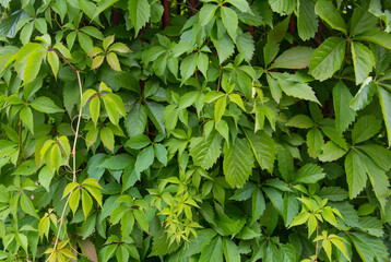 Fototapeta na wymiar Background of green leaves. Green hedge. Background of green leaves. Hedgerow. Climbing plant.