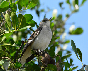 Mocking Bird