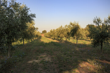 Fototapeta na wymiar On a farm at Lake Bolsena. Vegetables, olive trees, fruits, tomatoes, melons,