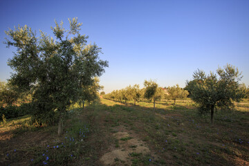 On a farm at Lake Bolsena. Vegetables, olive trees, fruits, tomatoes, melons,