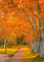 Pathway with trees in autumn in the city