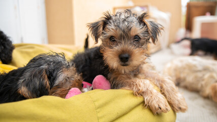 
portrait of a cute Yorkshire terrier puppy lying comfortably on a green beanbag, next to his sister