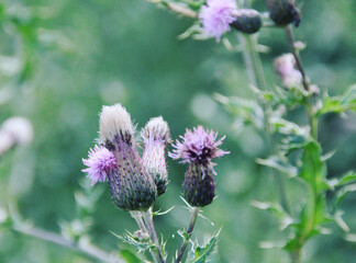 bee on thistle