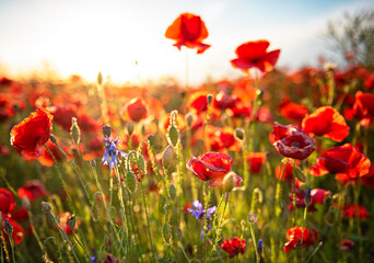 Wonderful poppy field in spring