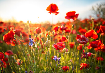 Fototapeta na wymiar Wonderful poppy field in spring