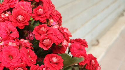 Red flowers Begonia on the beige background.