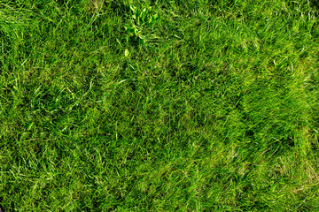 Top view of the lush green grass growing on the ground