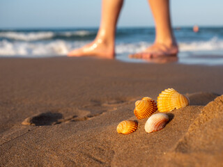 four small shells on the sand of the beach at sunset