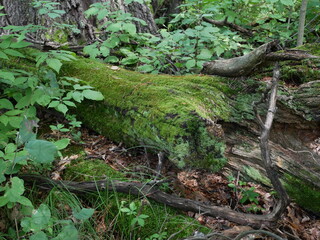 Obraz premium log with moss