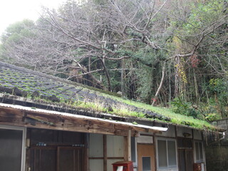 屋根に草が生えた家