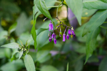 Woody nightshade purple flowers Solanum dulcamara. Natural green background